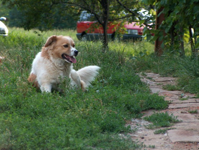 čaga - foto povečava