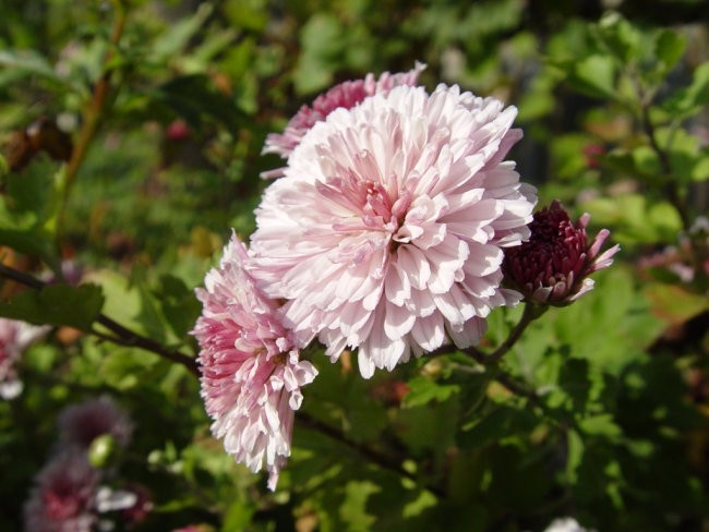 Flowers - foto povečava