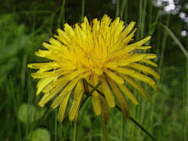 Flowers - foto povečava