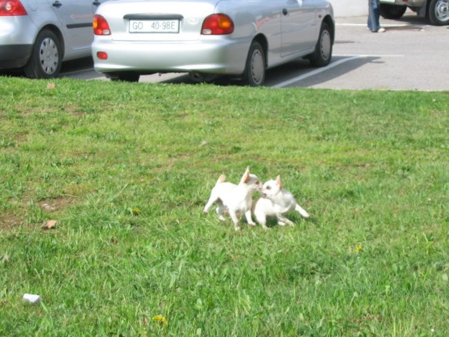 Razstava Vrtojba,17.4.05 - foto povečava