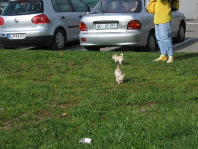 Razstava Vrtojba,17.4.05 - foto