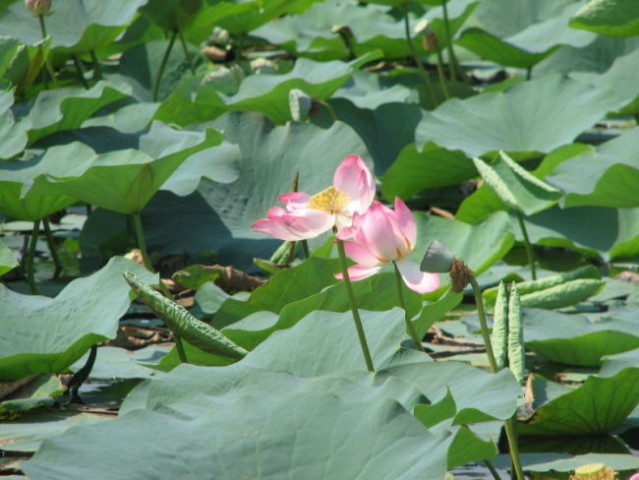 V največji sladkovodni laguni smo naleteli na lotus