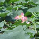 v največji sladkovodni laguni smo naleteli na lotus
