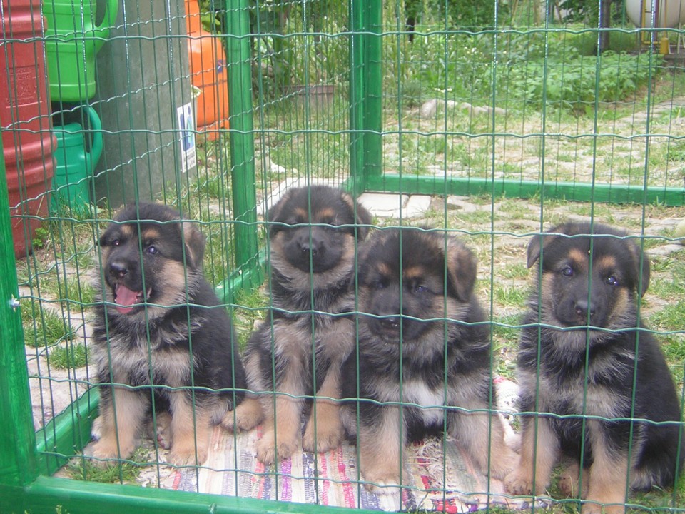 puppies at 2 mounth