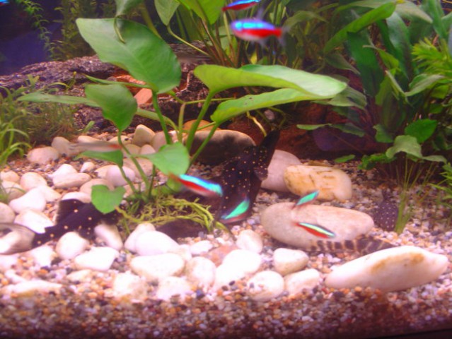 Akvariji - foto
