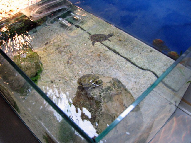 Public - foto povečava