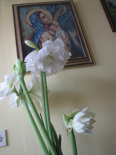 Cvetje - foto