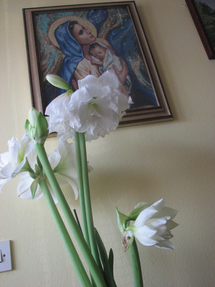 Cvetje - foto povečava