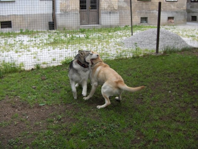 Aska & Jaka - 4.6.2006  - foto povečava