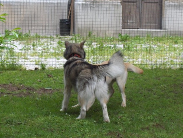 Aska & Jaka - 4.6.2006  - foto