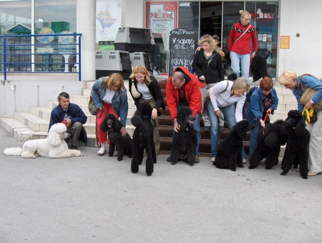 Srečanje Kraljevskih pudljev pred Mr. Petom - - foto