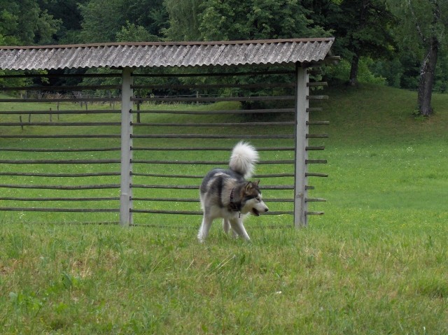 Aska - 1.-2.7.2006 - foto povečava