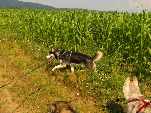 Mengeško polje - Aska, Alba in Lars - 9.7.200 - foto povečava