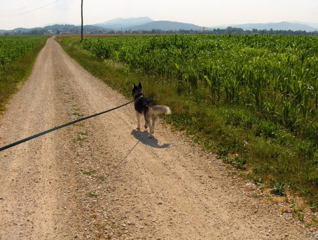 Mengeško polje - Aska, Alba in Lars - 9.7.200 - foto povečava