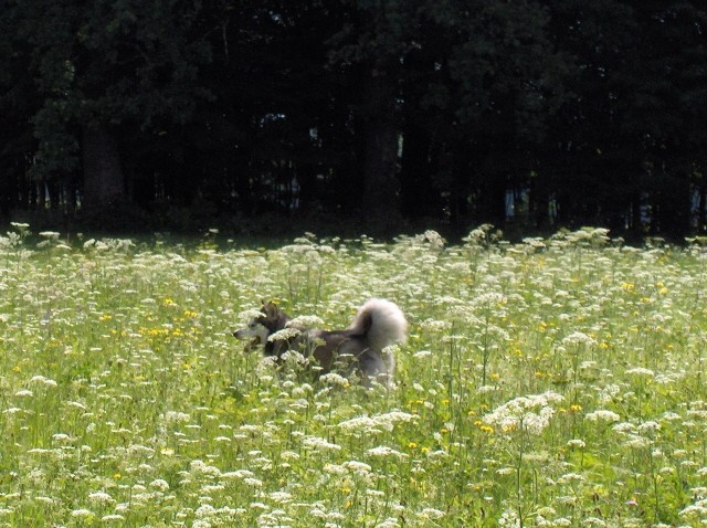 Aska-julij 2006 - foto povečava