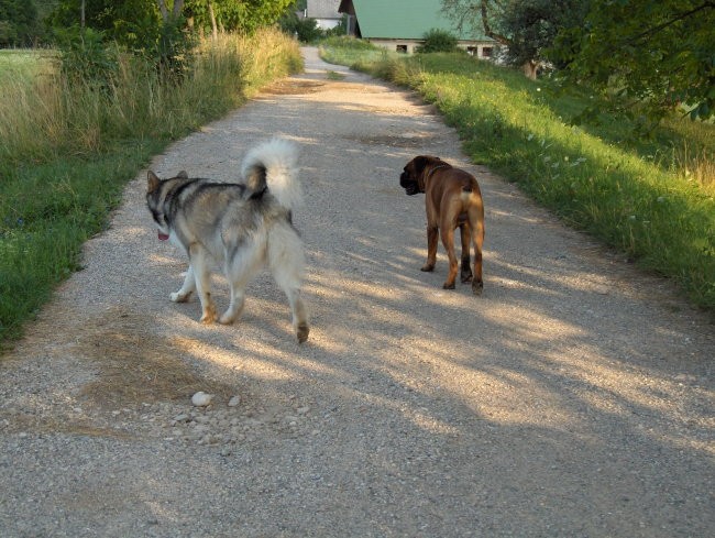 Aska-julij 2006 - foto povečava