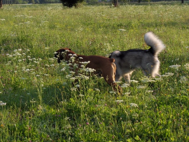 Aska-julij 2006 - foto povečava