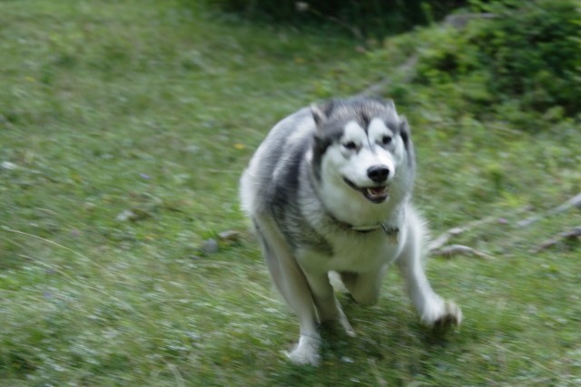 Pokljuka 2006 - foto