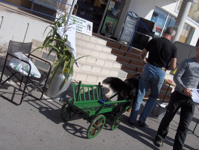 Prtedstavitev Bernčkov pred Mr. petov - 9.9.2 - foto povečava