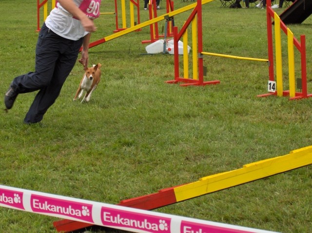 Agility tekma - Hrušica  16.9.206 - foto