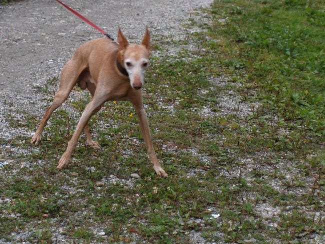 Agility tekma - Hrušica  16.9.206 - foto povečava