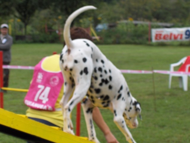 Agility tekma - Hrušica  16.9.206 - foto povečava