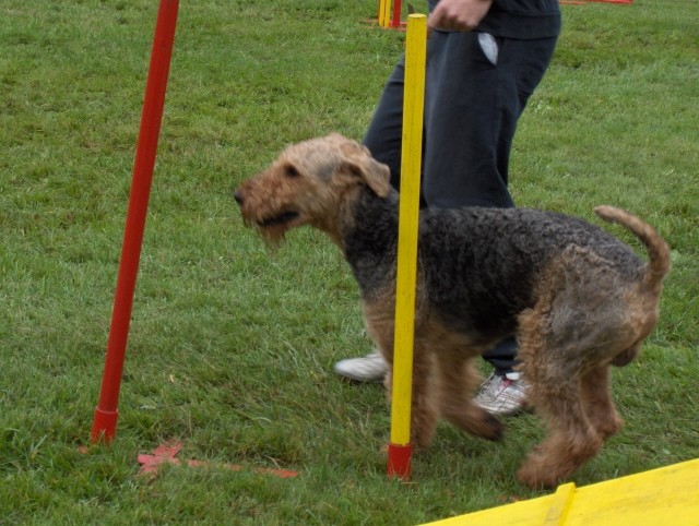 Agility tekma - Hrušica  16.9.206 - foto povečava