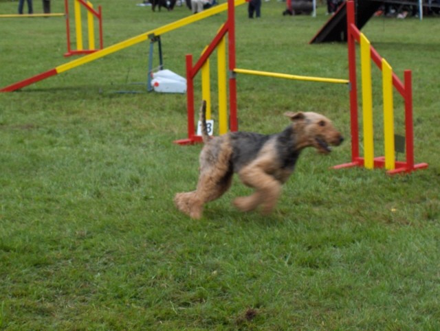 Agility tekma - Hrušica  16.9.206 - foto povečava