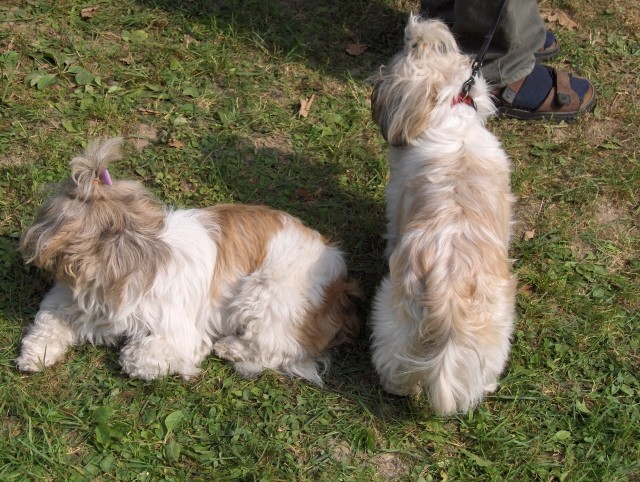 Srečanje Tibetančkov - KD Domžale - 30.9.2006 - foto
