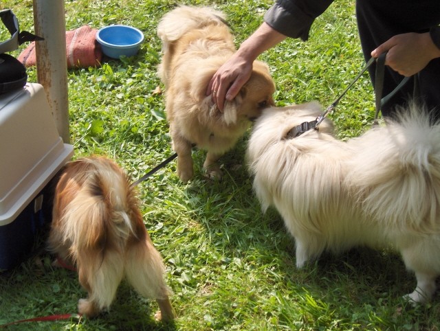 Srečanje Tibetančkov - KD Domžale - 30.9.2006 - foto povečava