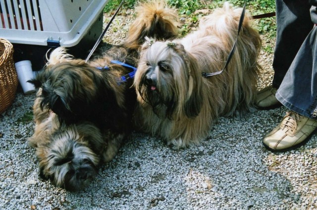 Srečanje Tibetančkov - KD Domžale - 30.9.2006 - foto povečava