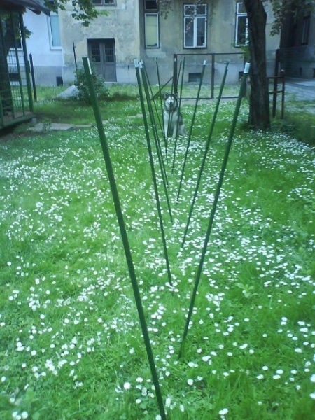 Pomlad 2007 - foto
