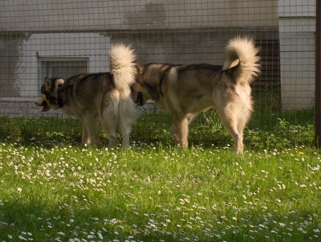 Aska in Mal - 29.4.2007 - foto