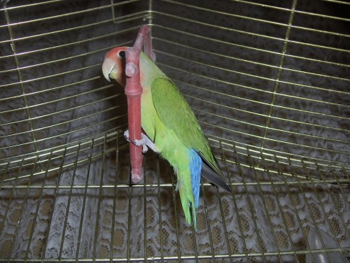 Papagaj Maj - foto povečava