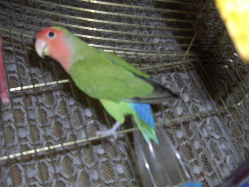 Papagaj Maj - foto povečava