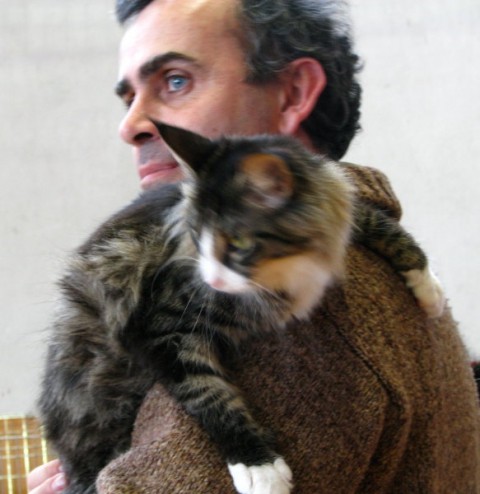 Mačja razstava 2008 - foto