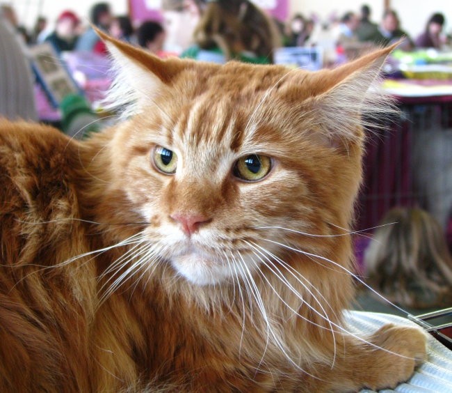 Mačja razstava 2008 - foto povečava