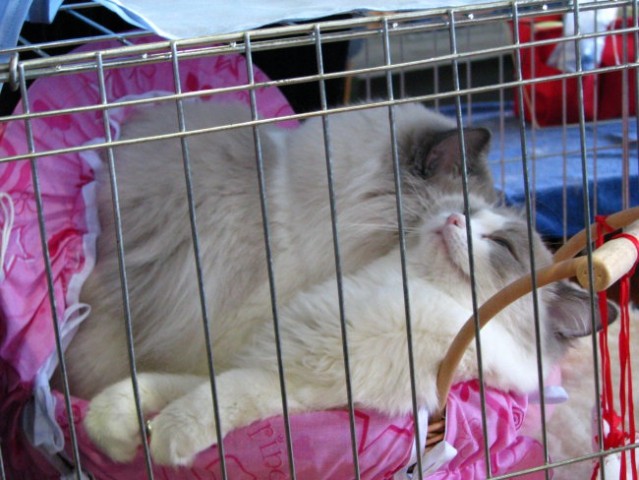 Mačja razstava 2008 - foto