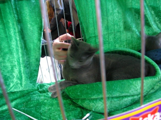 Mačja razstava 2008 - foto povečava