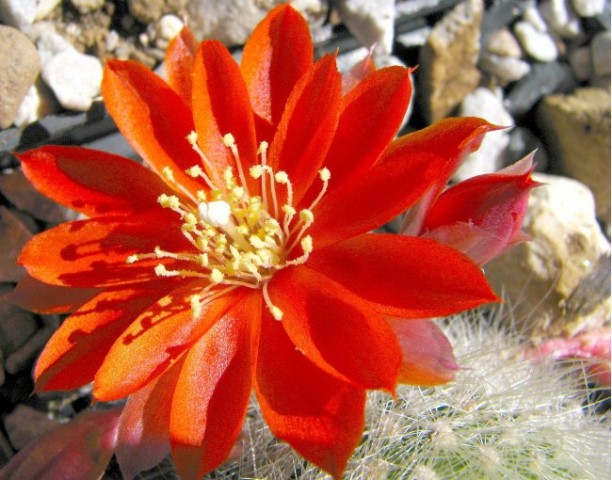 Kaktusi 2008 - foto