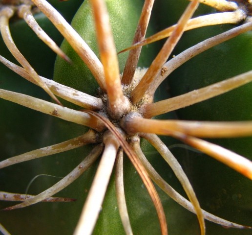 Kaktusi in rožice 2009 - foto