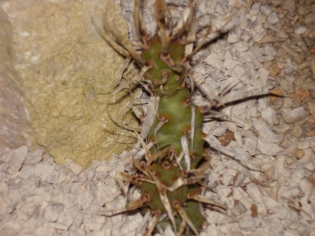 Tephrocactus articulatus v. papyracanthus