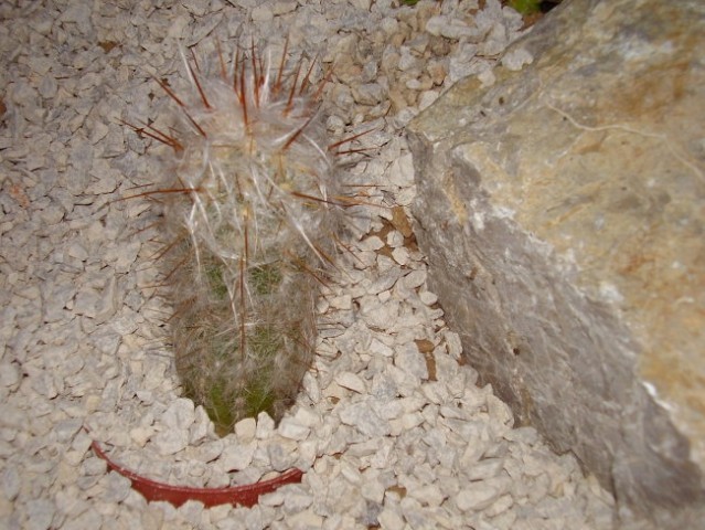 Oreocereus celsianus