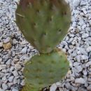 Opuntia ???