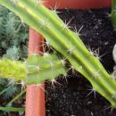 Selenecereus grandiflorus - kraljica noči - Najlepša hvala Klavdija!
