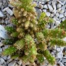 Opuntia ???