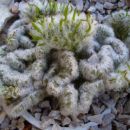 Opuntia ???