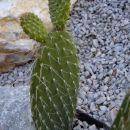 Opuntia ???
