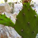 Opuntia ???