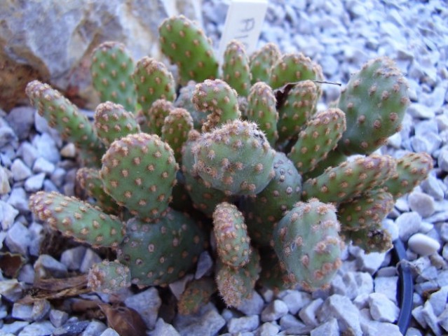 Opuntia ???